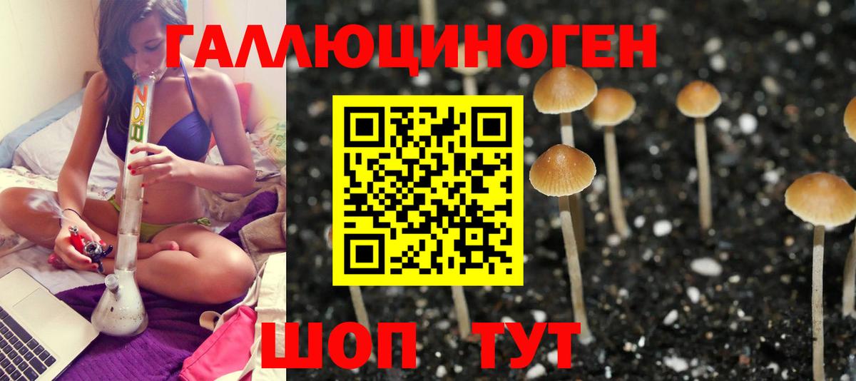 Галлюциногенные грибы Psilocybine cubensis Лобня